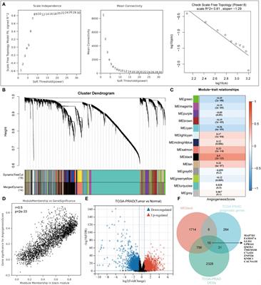 Evaluating the predictive value of angiogenesis-related genes for prognosis and immunotherapy response in prostate adenocarcinoma using machine learning and experimental approaches